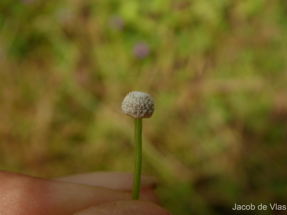 Eriocaulon quinquangulare L.